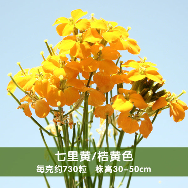 Siberian Wallflower Seeds In Bulk Naturix Flower Seeds 9331