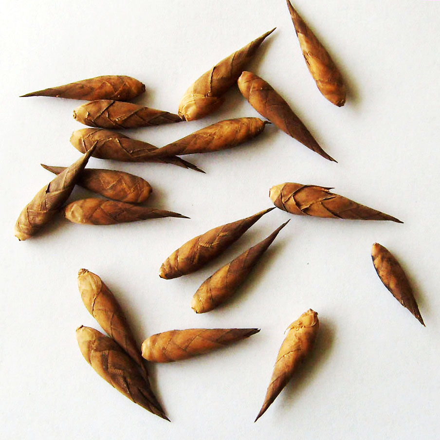 Bamboo Seeds