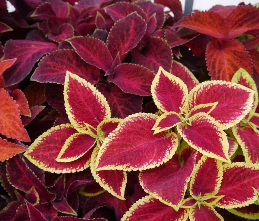 Coleus