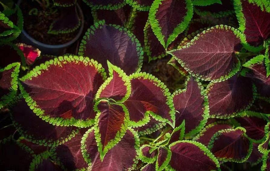 Coleus Purple Green NCOL07 Flower Seeds