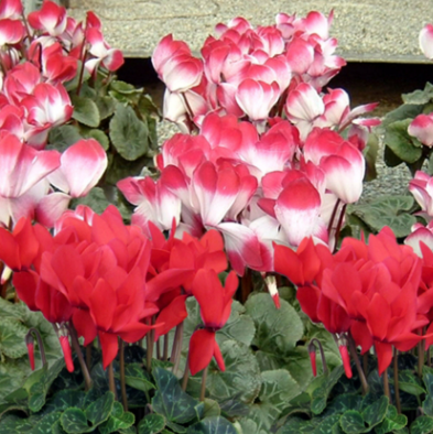 Cyclamen Mix NCH01 Flower Seeds