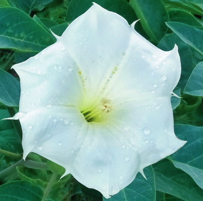 Devil's trumpet Single White NDAT01 Flower Seeds