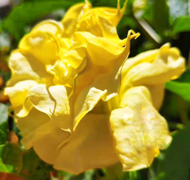 Devil's trumpet Double Yellow NDAT02 Flower Seeds