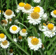 Winged Everlasting White NAA01 Flower Seeds