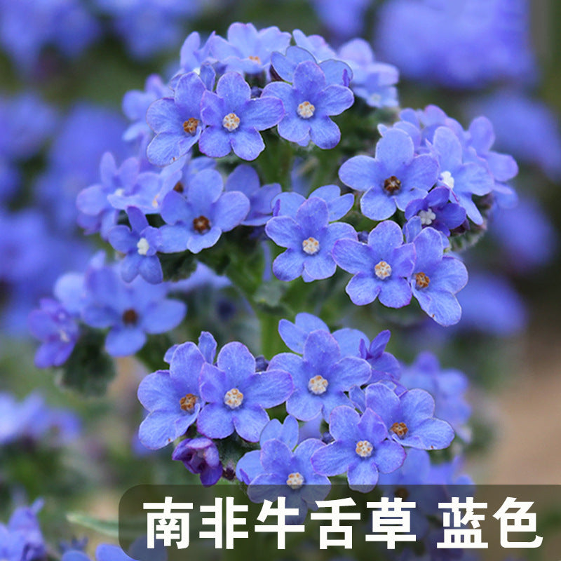 Forget Me Not/Cape Forget-Me-Not Blue NAC01 Flower Seeds