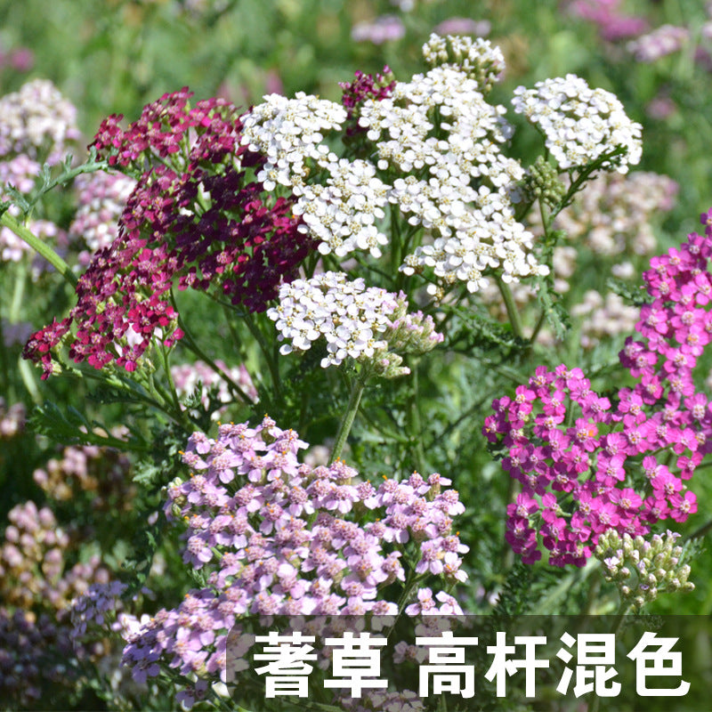 Yarrow Tall Mix NACH01 Flower Seeds