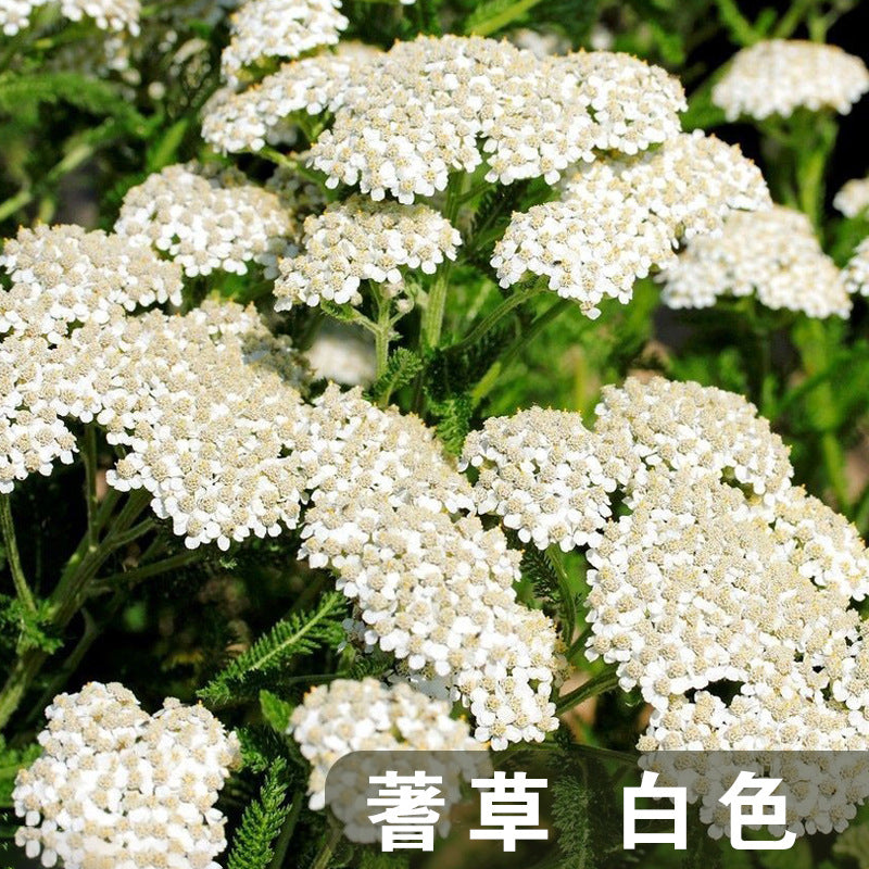 Yarrow White NACH05 Flower Seeds