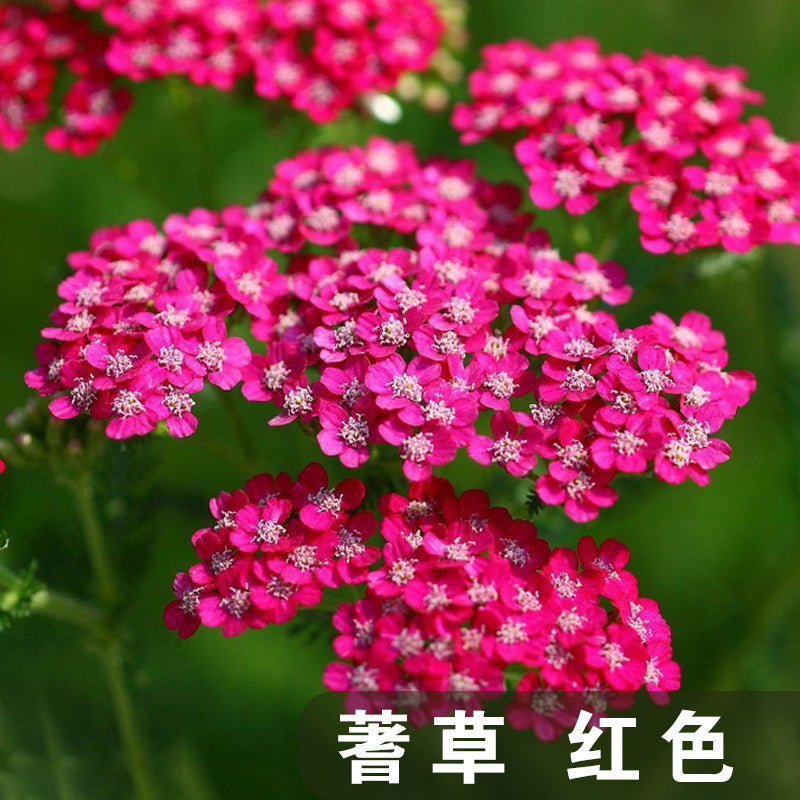 Yarrow Red NACH06 Flower Seeds