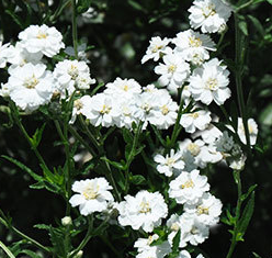 Yarrow Double White NACH09 Flower Seeds