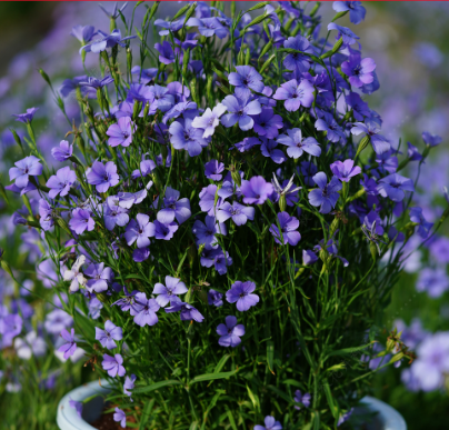 Common Corn-Cockle Blue NAG12 Flower Seeds