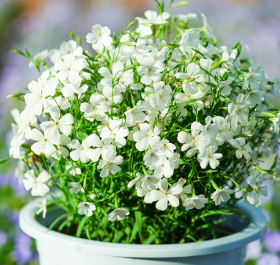 Common Corn-Cockle White NAG13 Flower Seeds