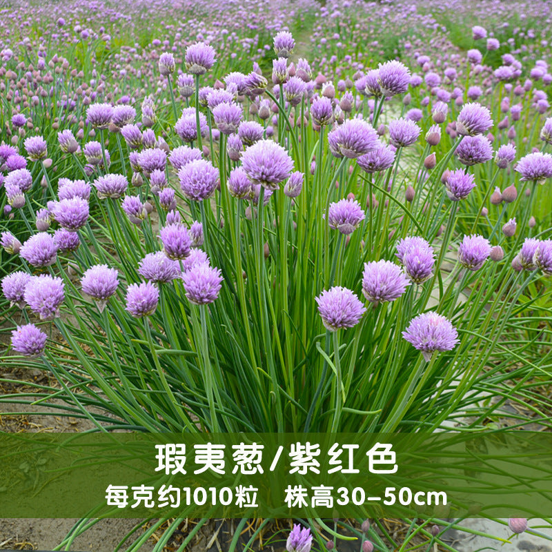 Chives Purple NAL02 Flower Seeds