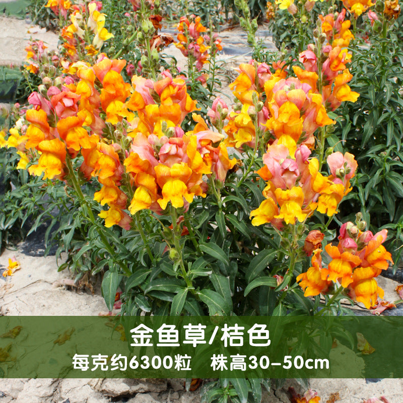 Snapdragon Nanum Orange NAM04 Flower Seeds