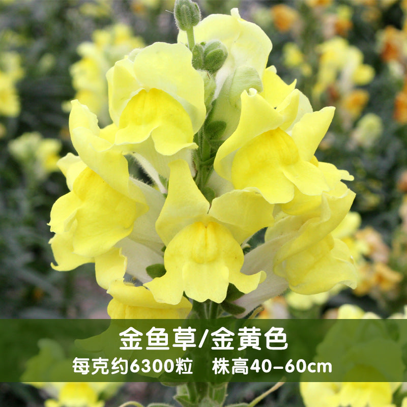 Snapdragon Maximum Yellow NAM05 Flower Seeds