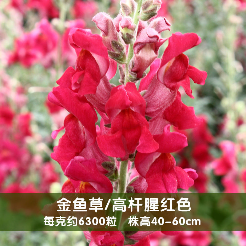 Snapdragon Maximum Scarlet NAM06 Flower Seeds