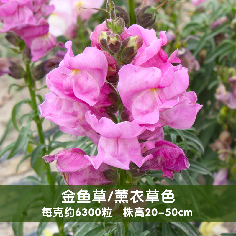 Snapdragon Nanum Lavender NAM07 Flower Seeds