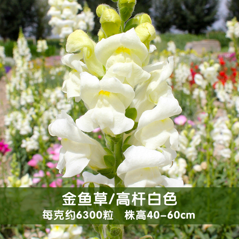 Snapdragon Maximum White NAM08 Flower Seeds