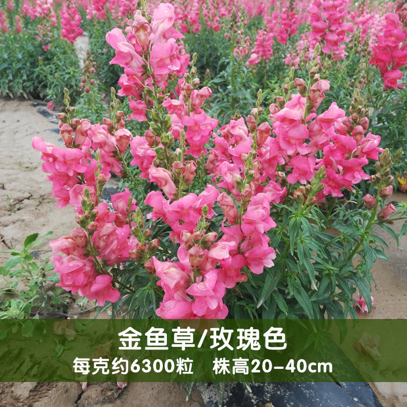 Snapdragon Nanum Rose NAM10 Flower Seeds