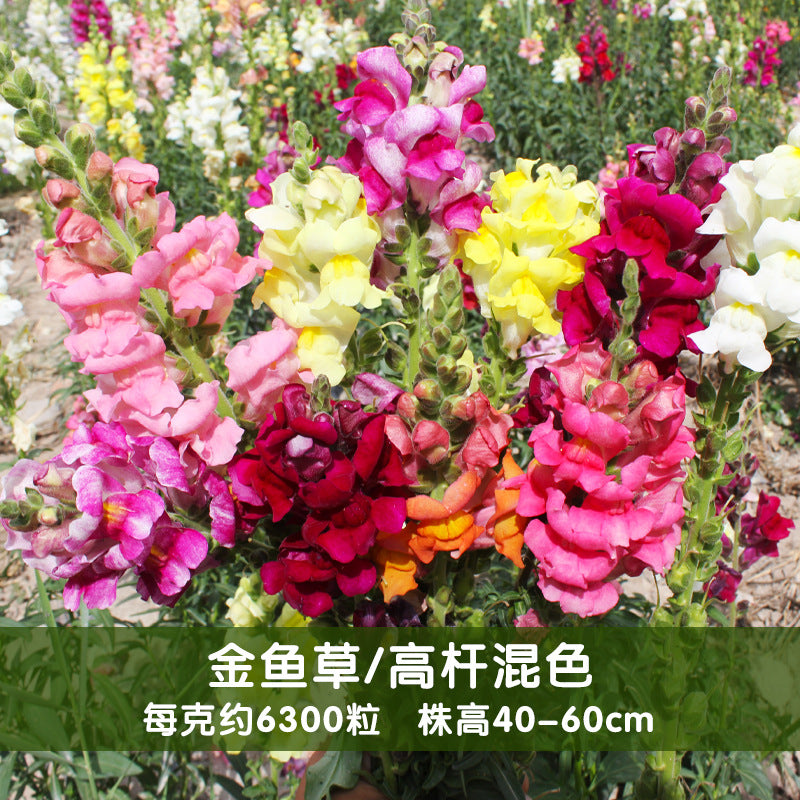 Snapdragon Maximum Mix NAM11 Flower Seeds