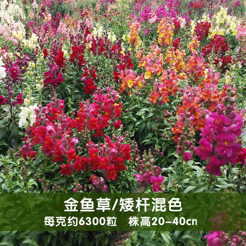 Snapdragon Pumilum Mix NAM12 Flower Seeds