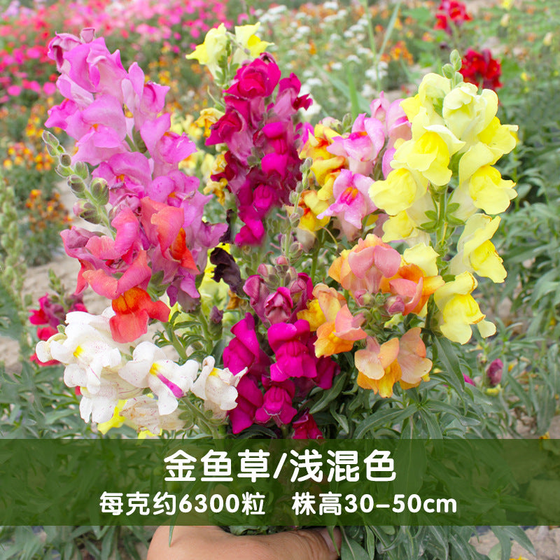 Snapdragon Nanum Pale Mix NAM13 Flower Seeds