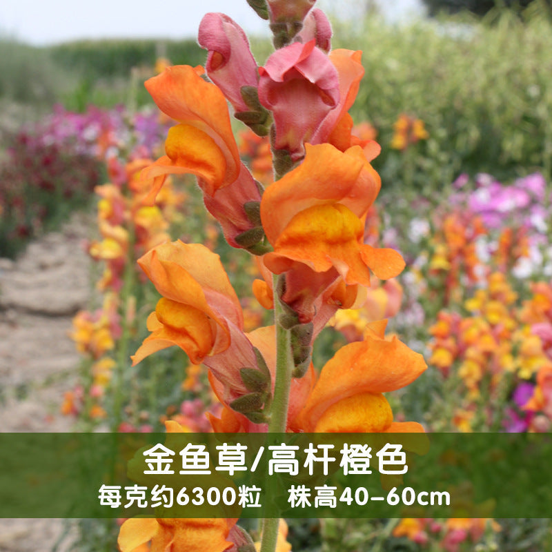 Snapdragon Maximum Orange NAM14 Flower Seeds