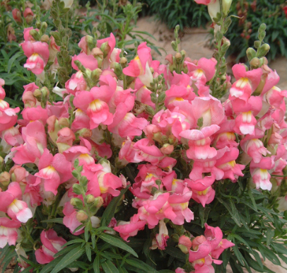 Snapdragon Dwarf Rose with white heart NAM28 Flower Seeds