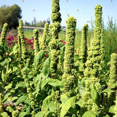 Amaranthus Green Thumb NAMA11 Flower Seeds