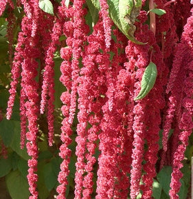 Love-Lies-Bleeding Green Leaf Red Flower Drooping NAMA14 Flower Seeds