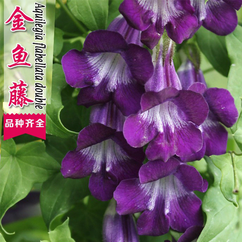 Creeping Snapdragon Blue Purple NAP01 Flower Seeds