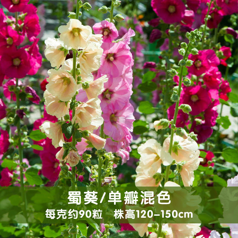 Hollyhocks Single Mix NAR01 Flower Seeds