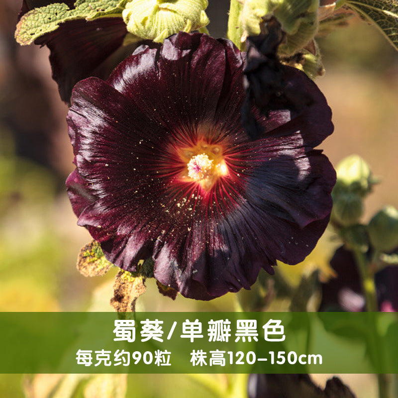 Hollyhocks Single Black NAR05 Flower Seeds