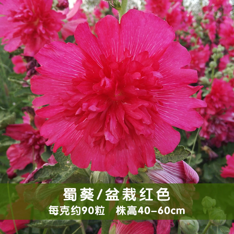 Hollyhocks Dwarf Double Red NAR09 Flower Seeds