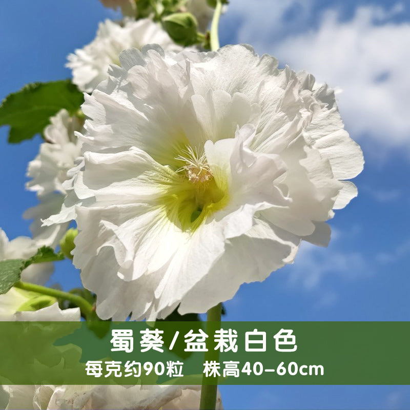 Hollyhocks Dwarf Double White NAR10 Flower Seeds