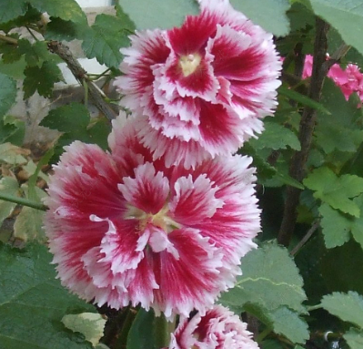 Hollyhocks Dwarf Double Pink with white NAR33 Flower Seeds