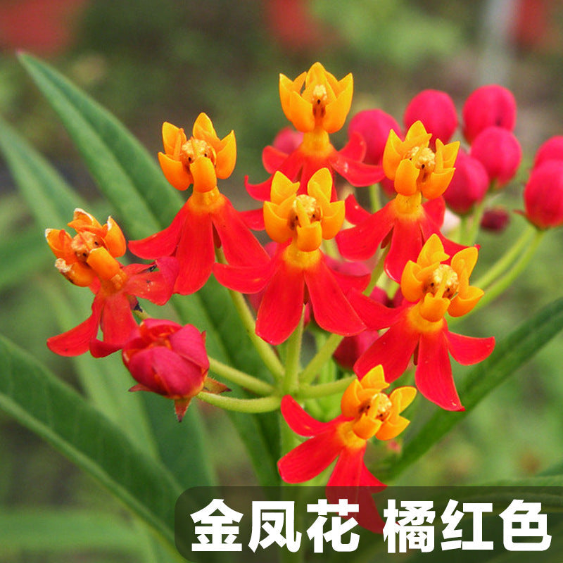 Asclepias