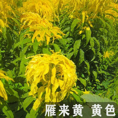 Joseph¡¯S Coat Yellow NAT02 Flower Seeds