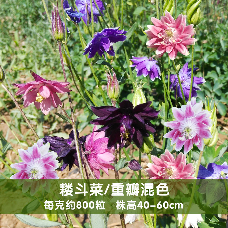 Columbine/Common Columbine Double Mix NAV01 Flower Seeds