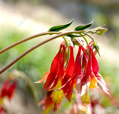 Green Columbine Red NAV12 Flower Seeds