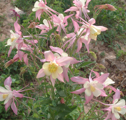 Green Columbine Pink NAV14 Flower Seeds