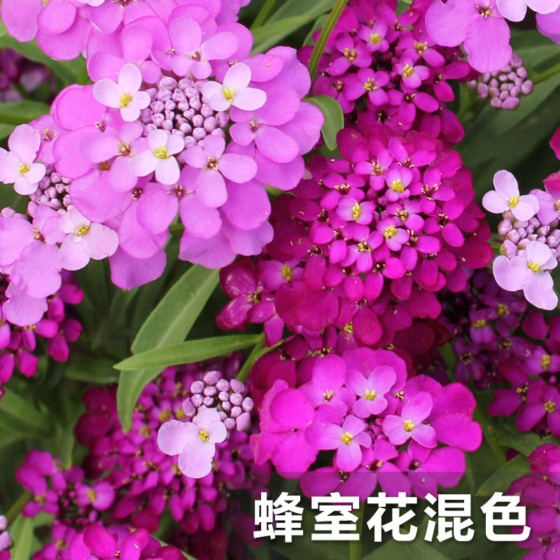 Candytuft/Annual Candytuft Mix NBC01 Flower Seeds