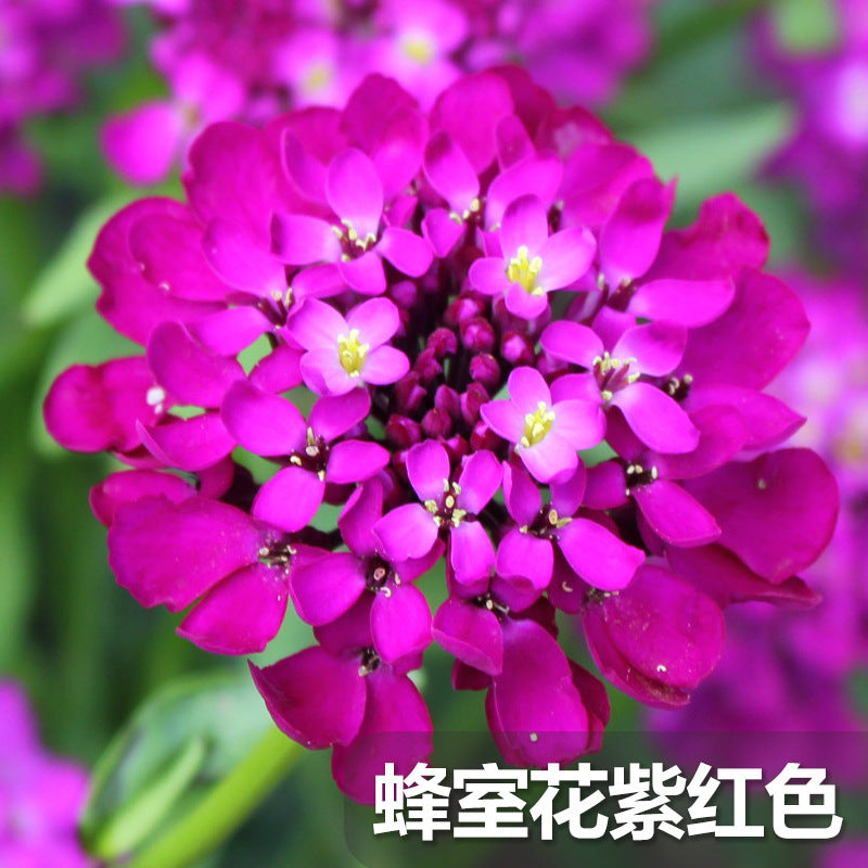 Candytuft/Annual Candytuft Purple NBC02 Flower Seeds