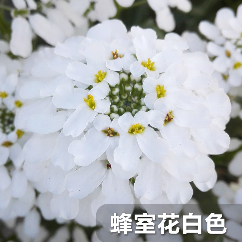 Candytuft/Annual Candytuft White NBC04 Flower Seeds