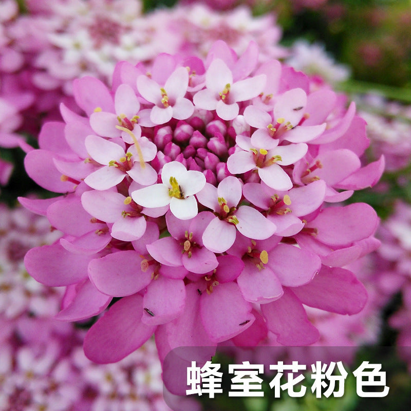 Candytuft/Bitter Candytuft Pink Mix NBC06 Flower Seeds