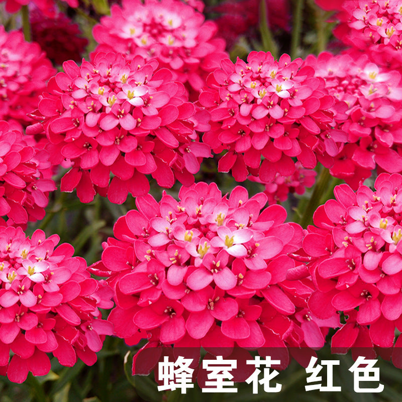 Candytuft/Annual Candytuft Red NBC14 Flower Seeds