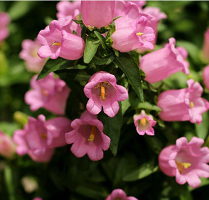 Canterbury Bells