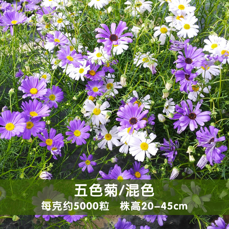 Daisy/Swan River Daisy Mix NBI01 Flower Seeds