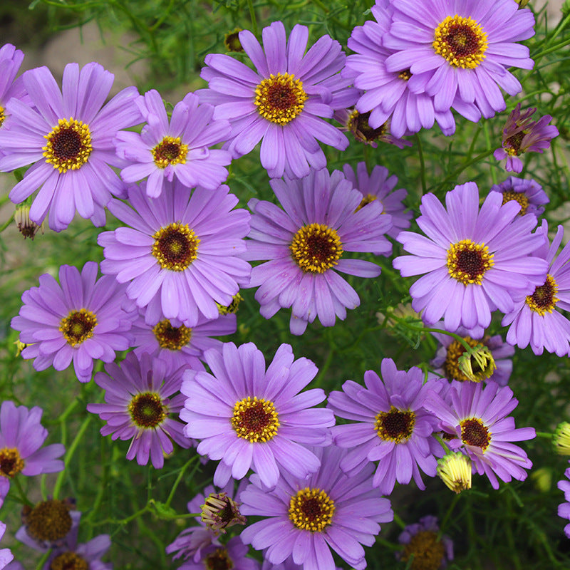 Daisy/Swan River Daisy Blue NBI02 Flower Seeds