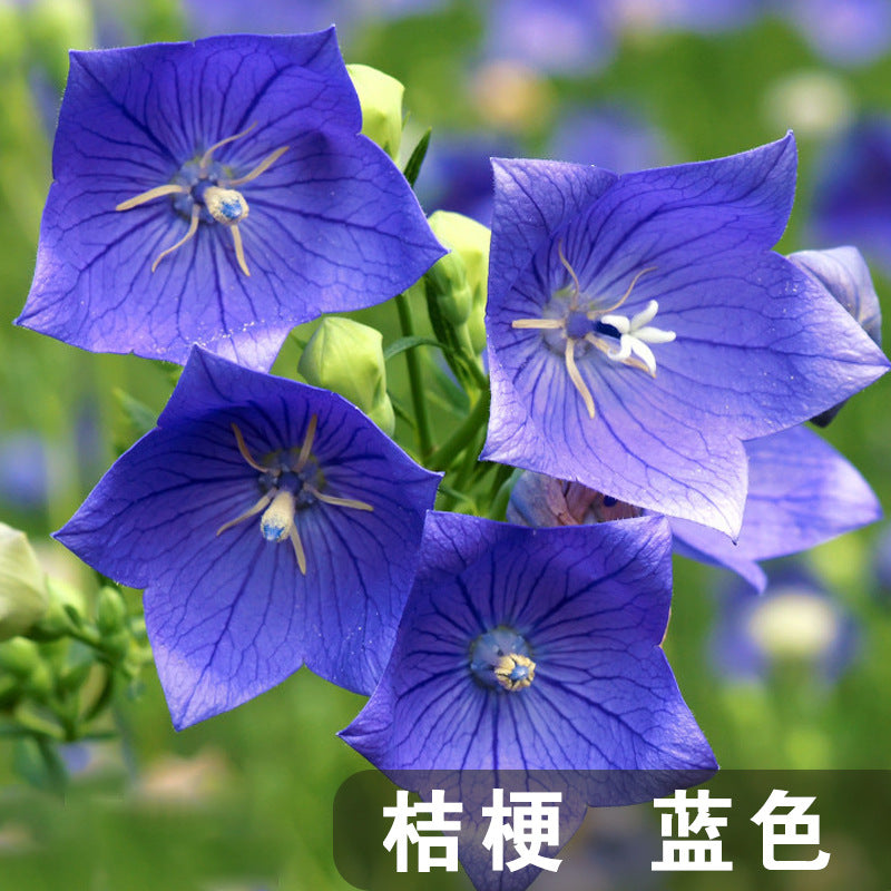 Balloon Flower Blue NBLF01 Flower Seeds