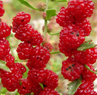 Leafy Goosefoot Red NBLI01 Flower Seeds